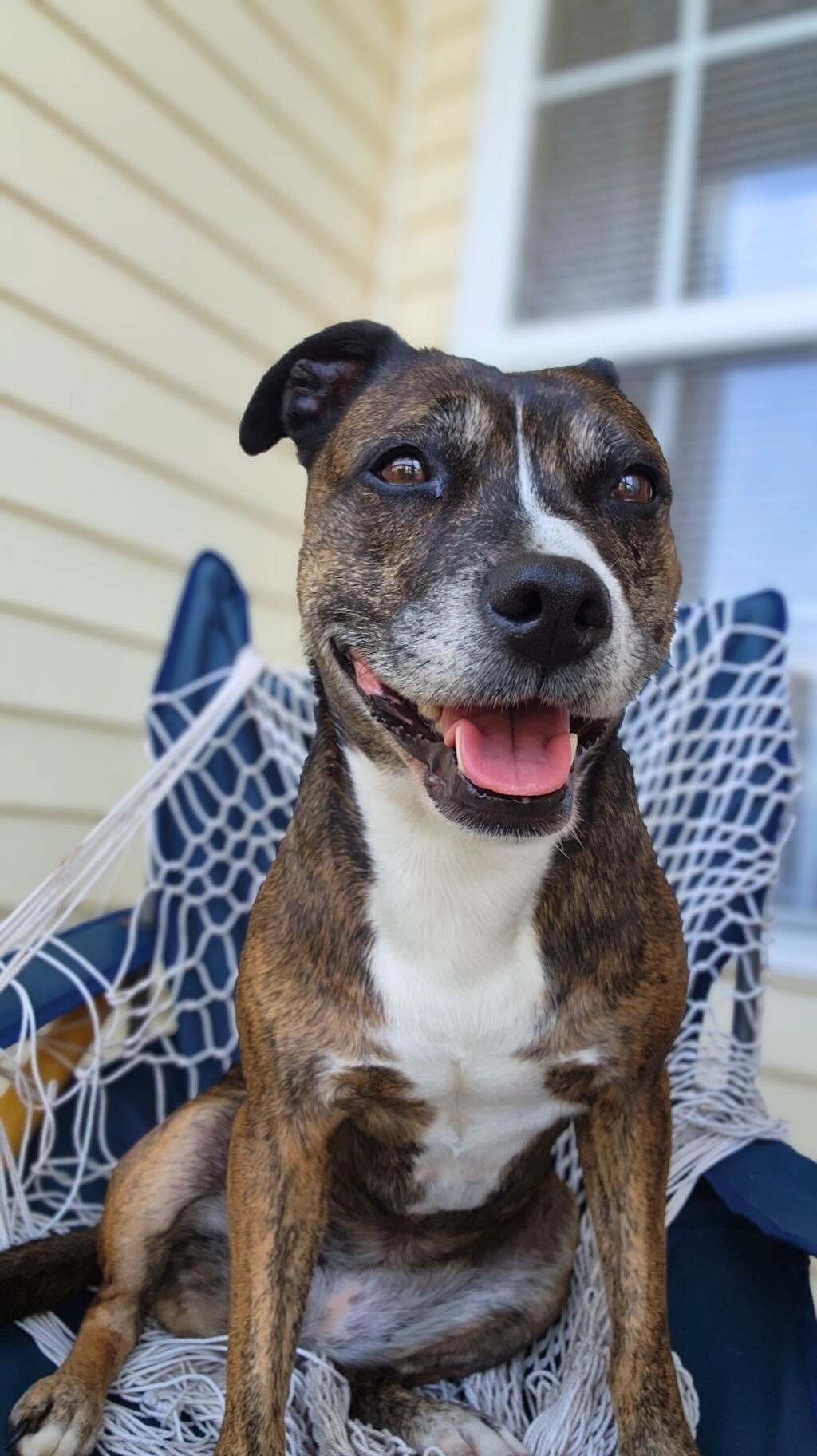 pit bull dog on porch