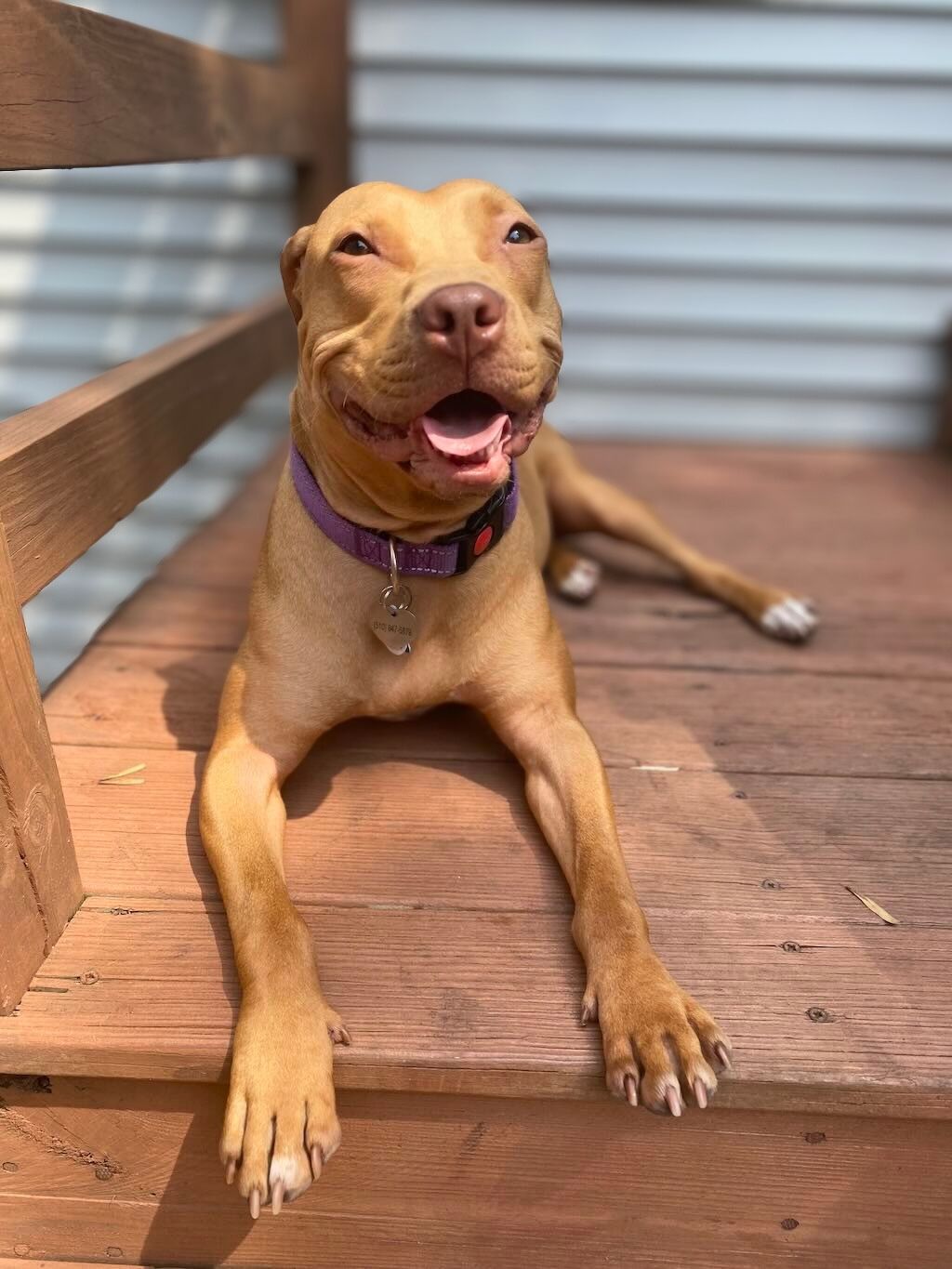 pit bull on porch smiling
