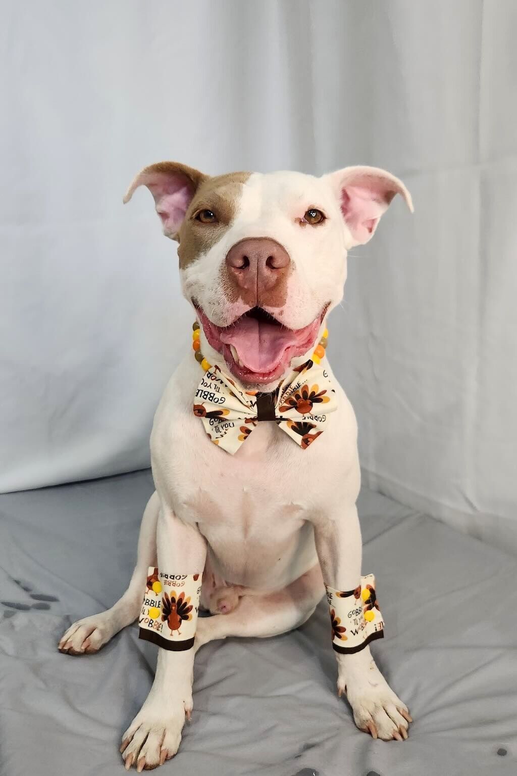 pit bull with bow ties