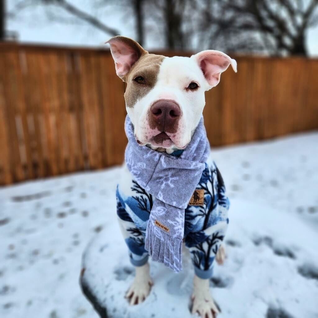 pit bull in snowy backyard