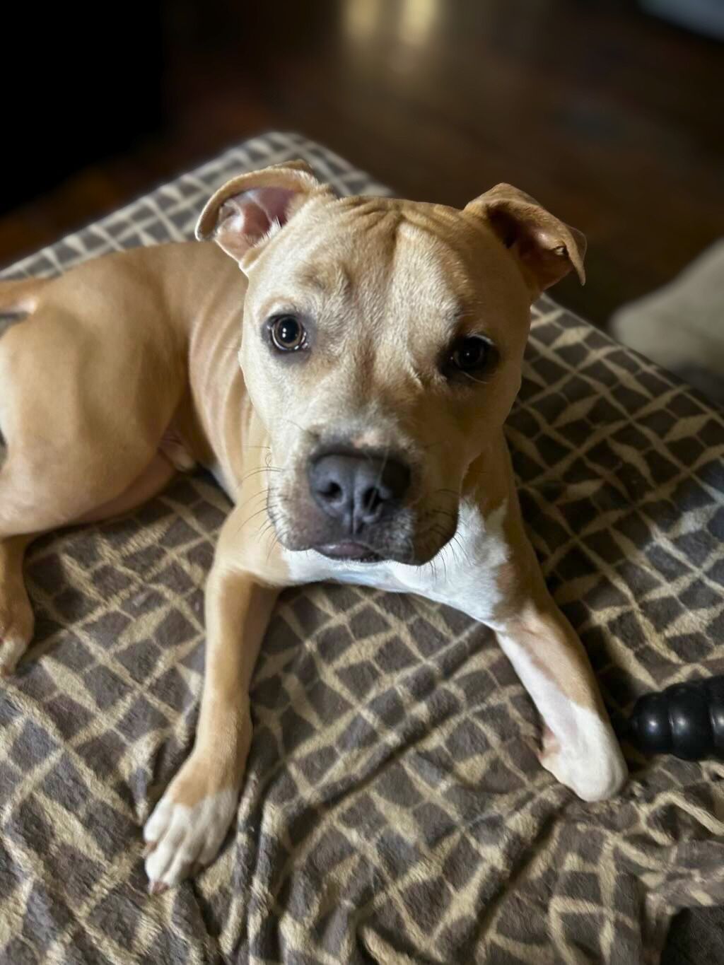pit bull on dog bed