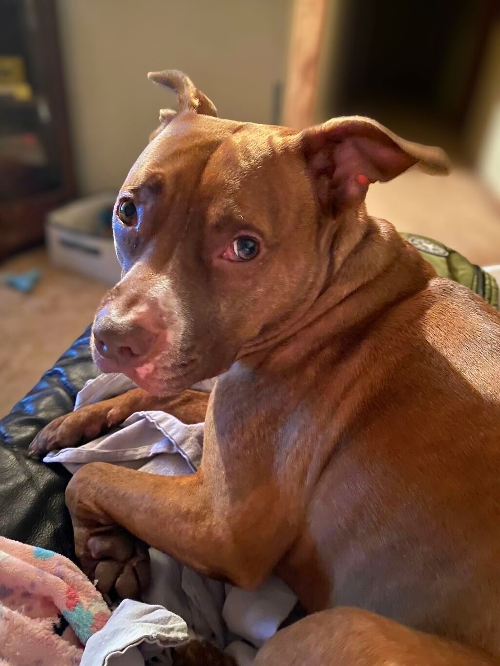pit bull in living room