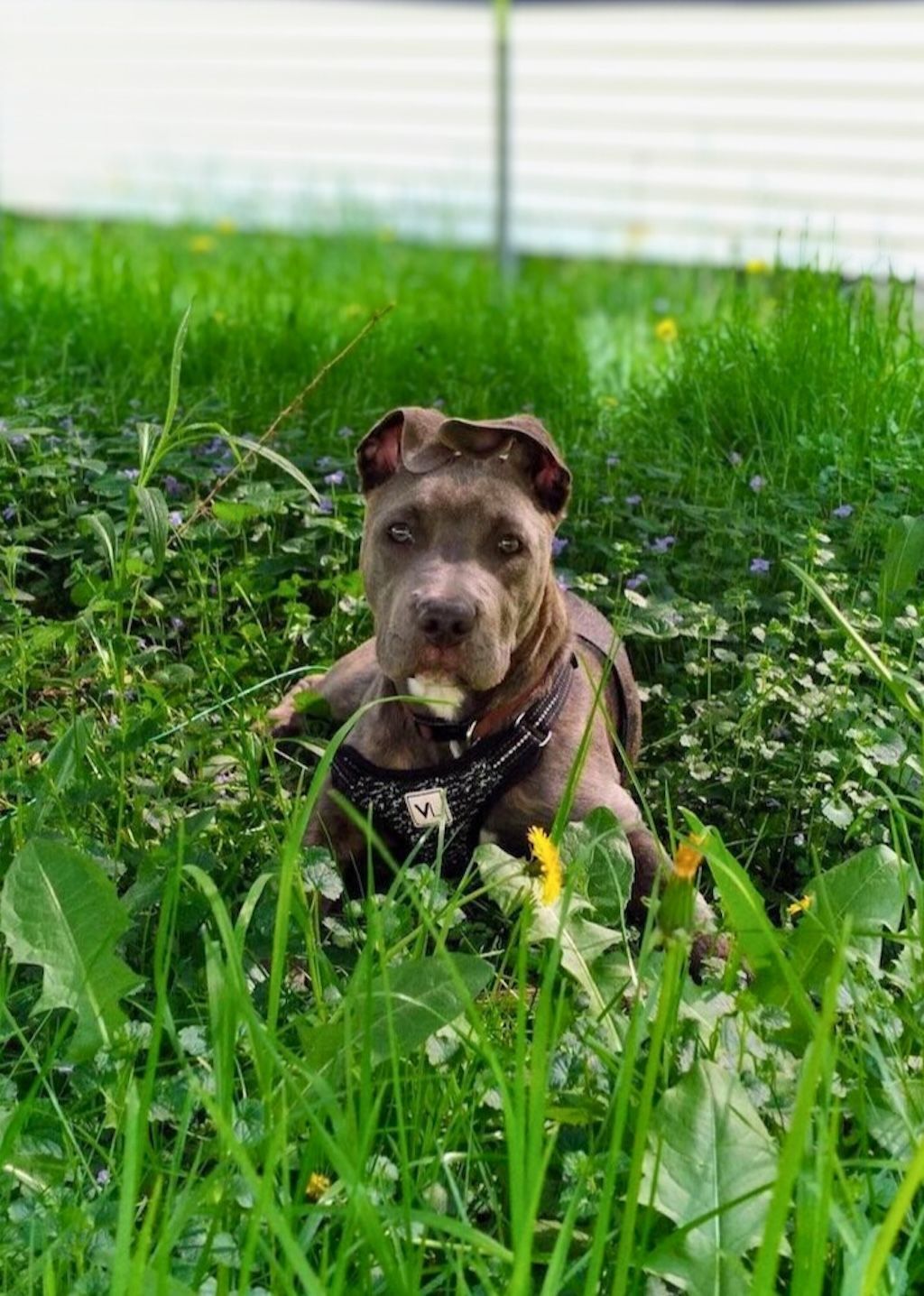 pit bull in backyard with grass