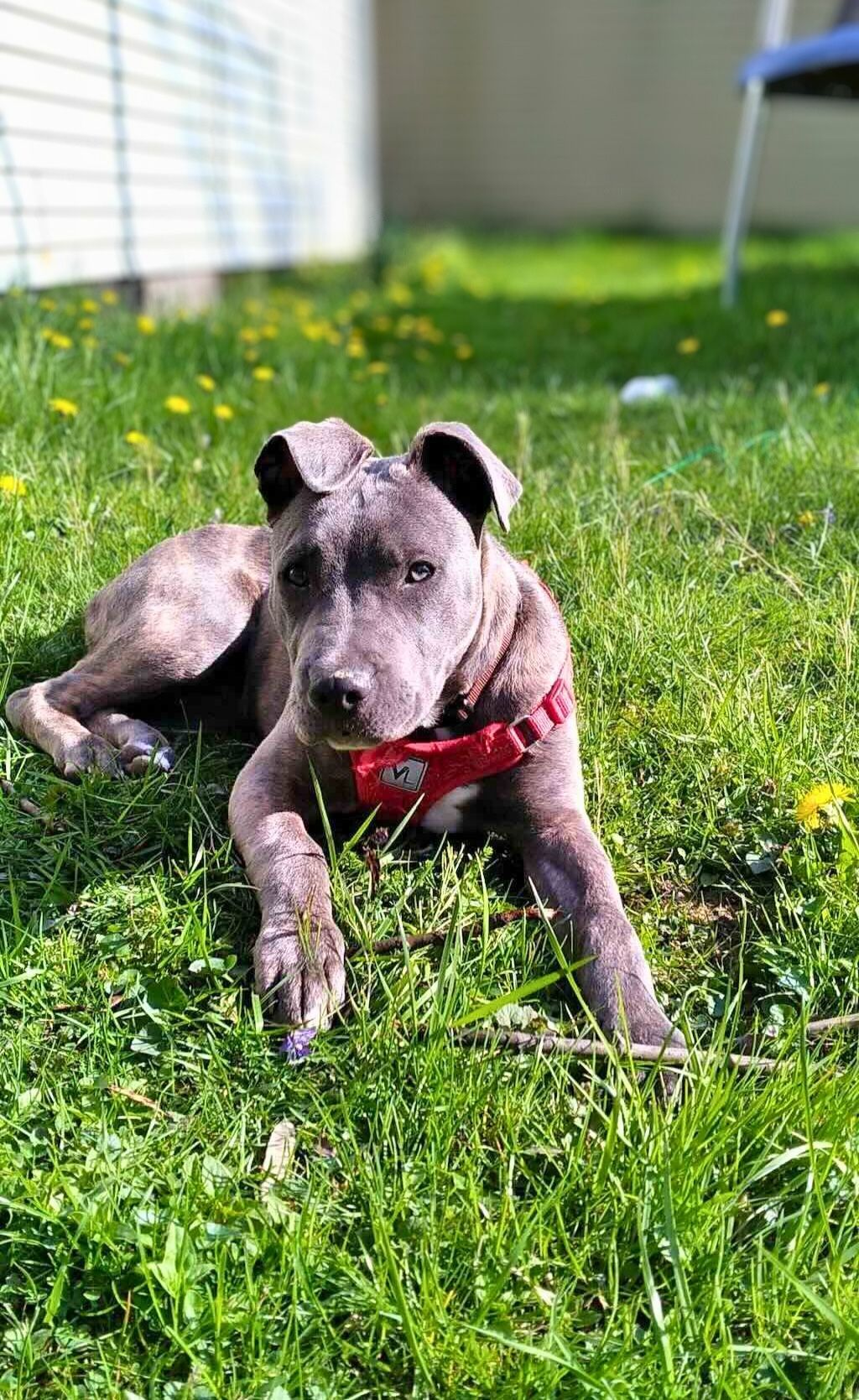pit bull in yard with grass
