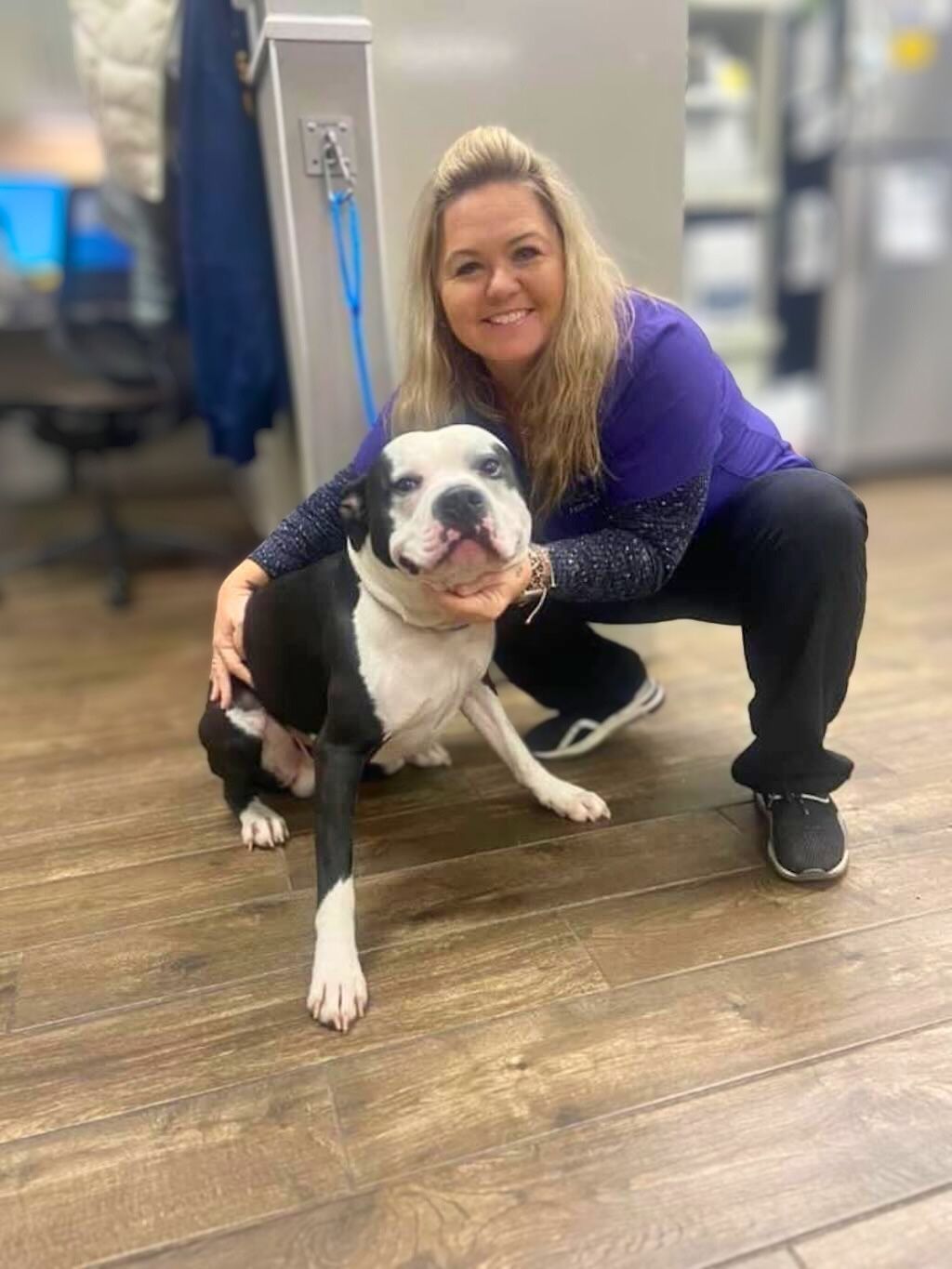 pit bull at veterinarian