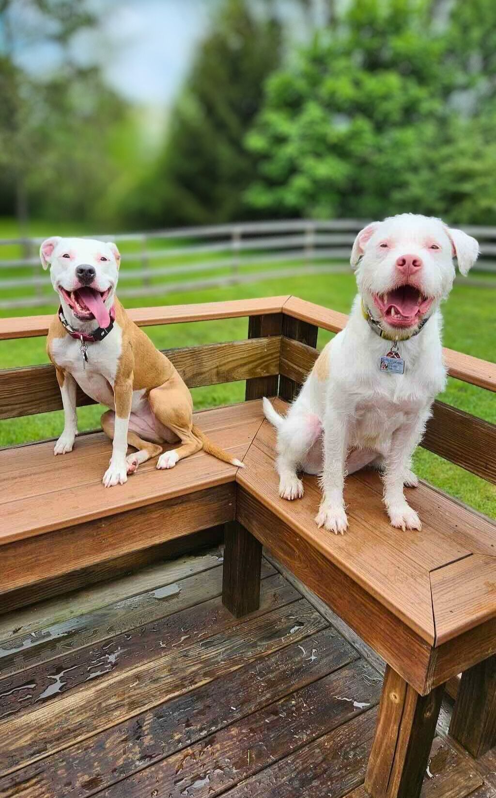 pit bulls in backyard smiling