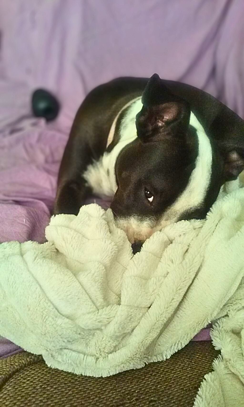 pit bull with blankets