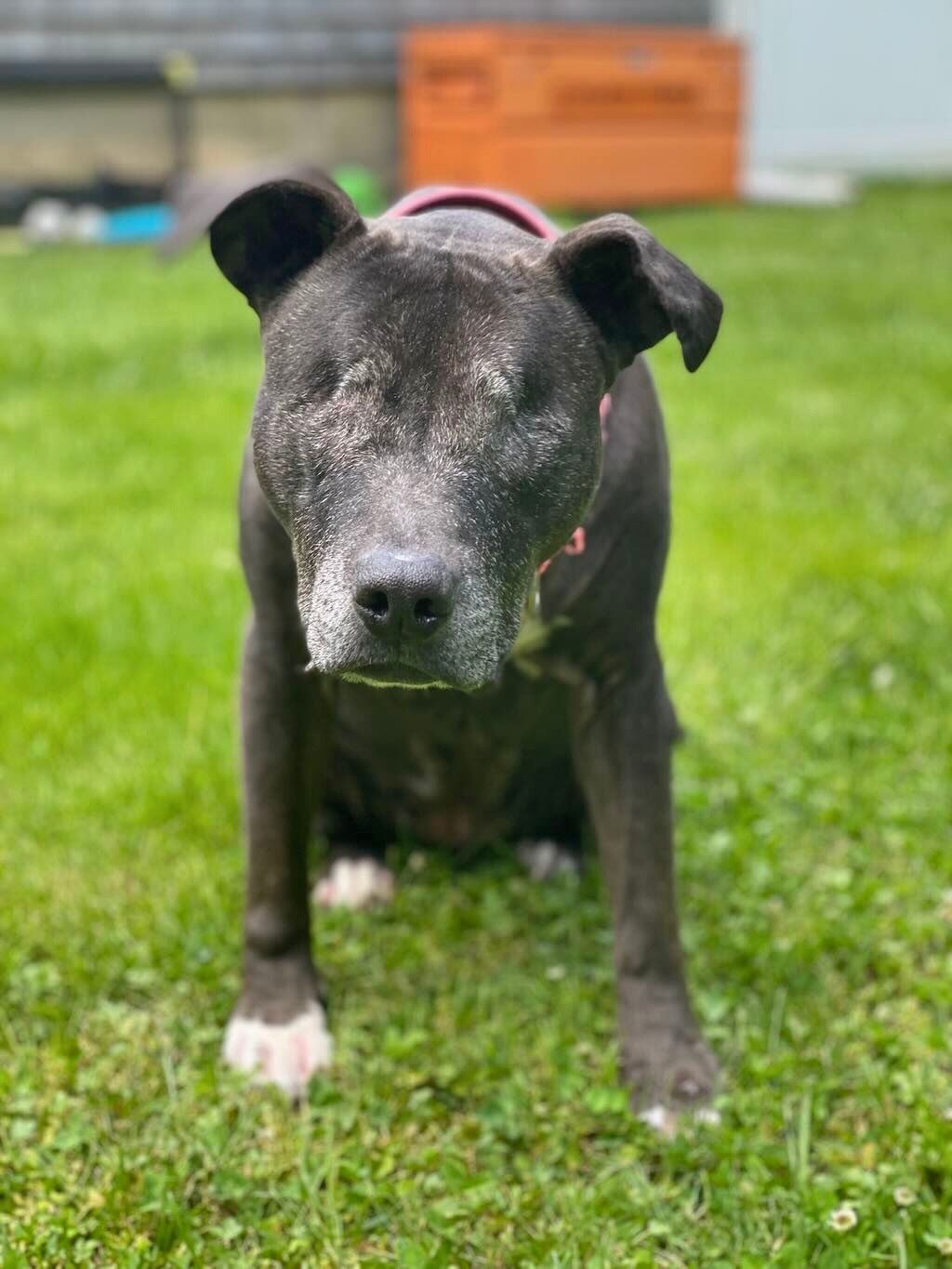 pit bull without eyes