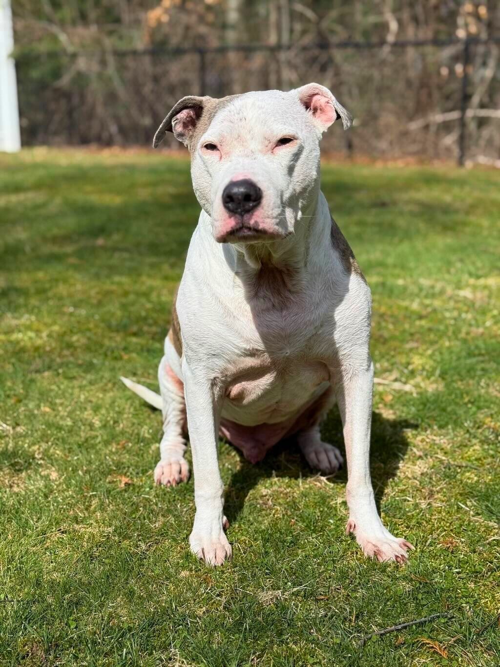 pit bull in yard observing