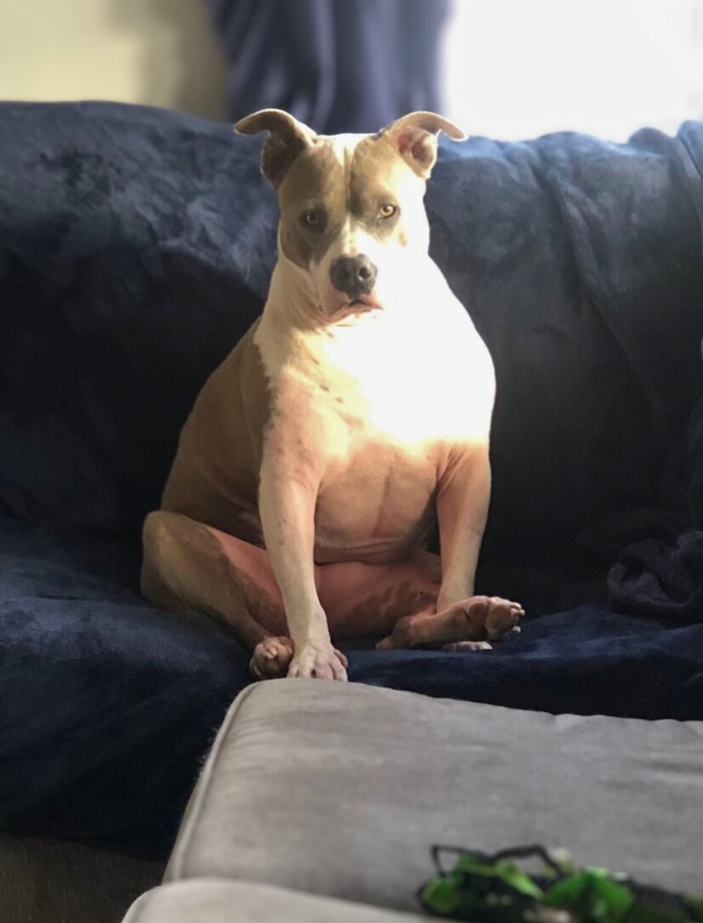 pit bull on couch staring