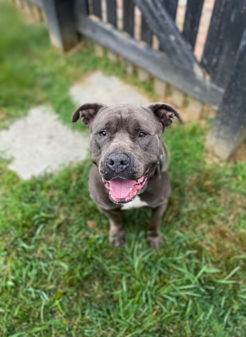 pit bull in yard with fence