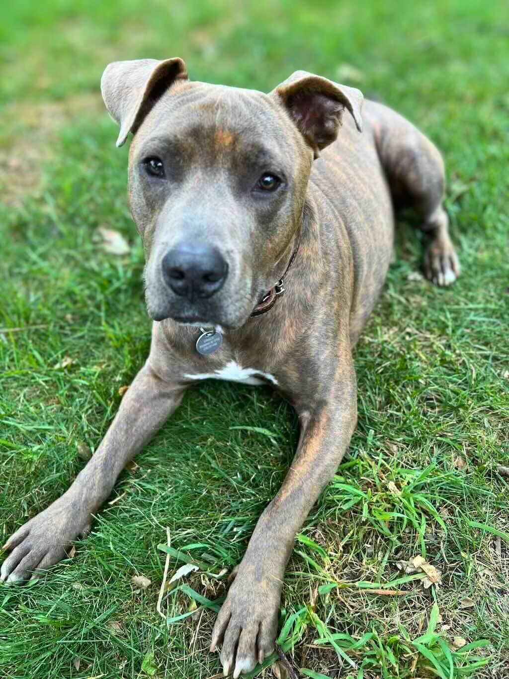 pit bull lying down on grass