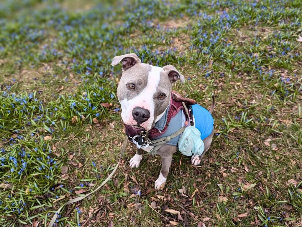 pit bull dog on grass with leash
