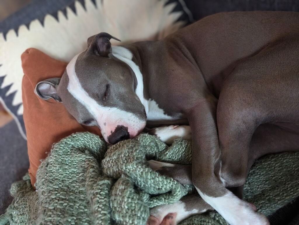 pit bull dog sleeping on couch