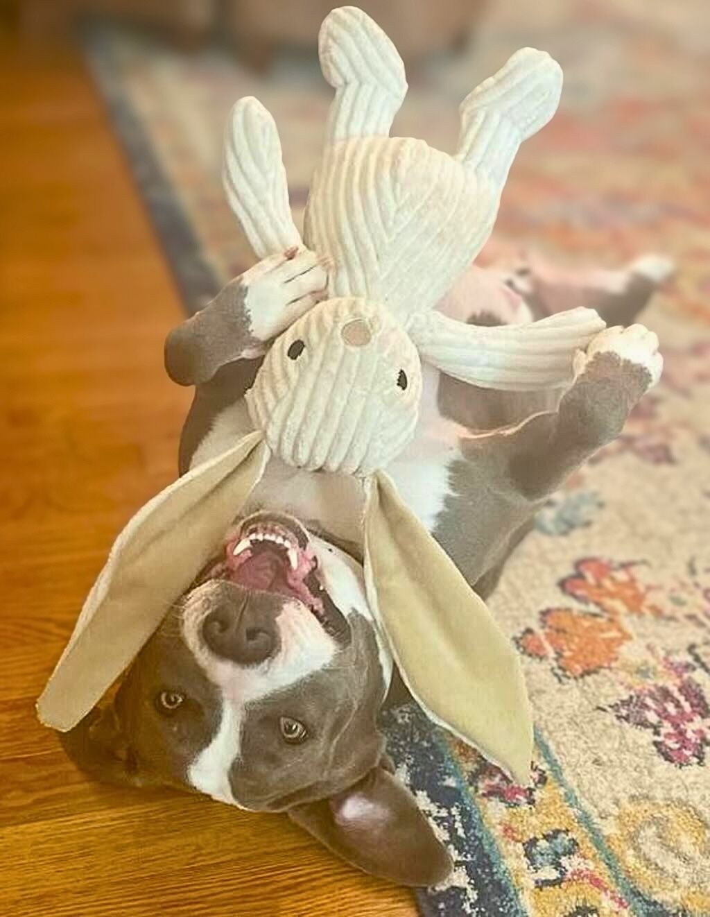 pit bull with stuffed animal