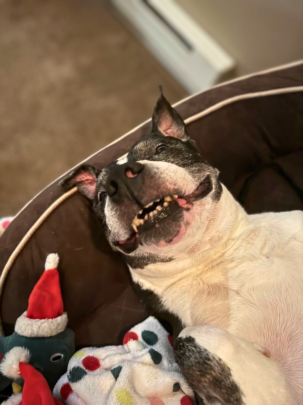 pit bull dog grinning