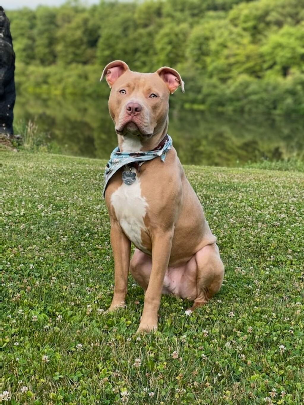 pit bull dog in field