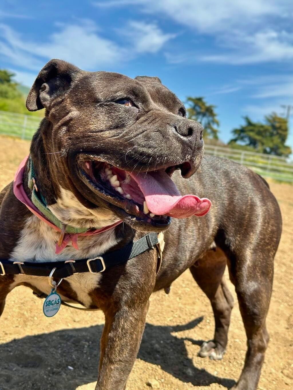 pit bull dog in backyard
