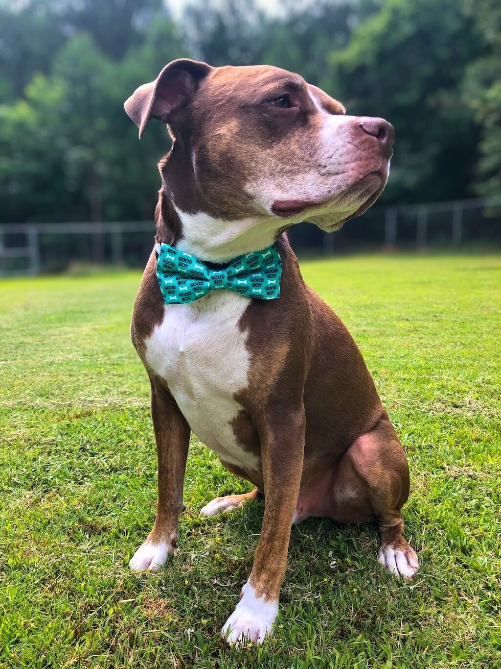 pit bull with blue bow tie