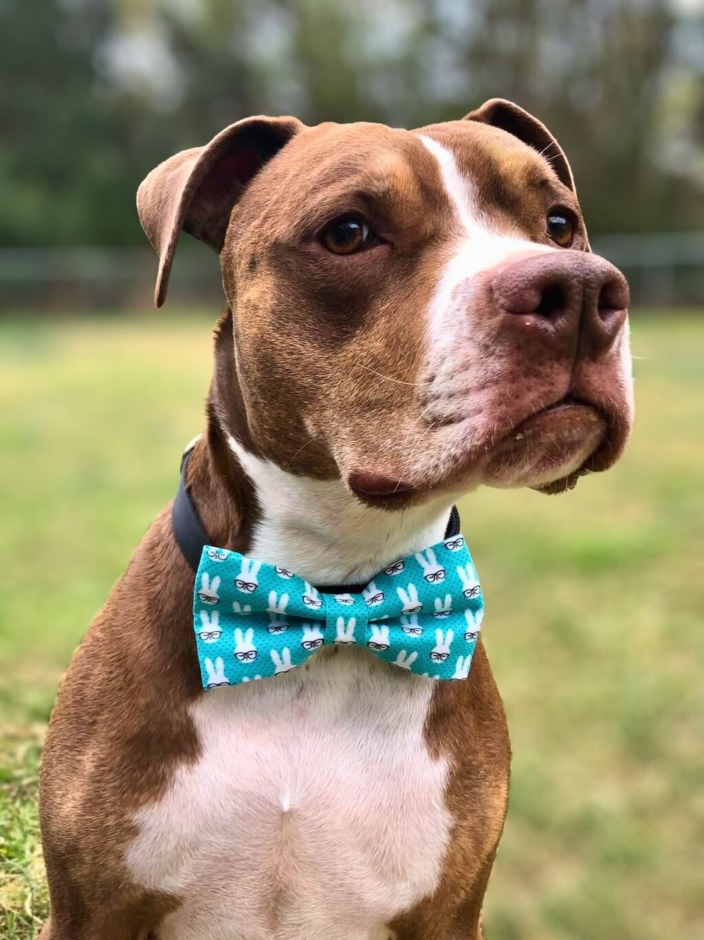 pit bull dog with blue bow tie