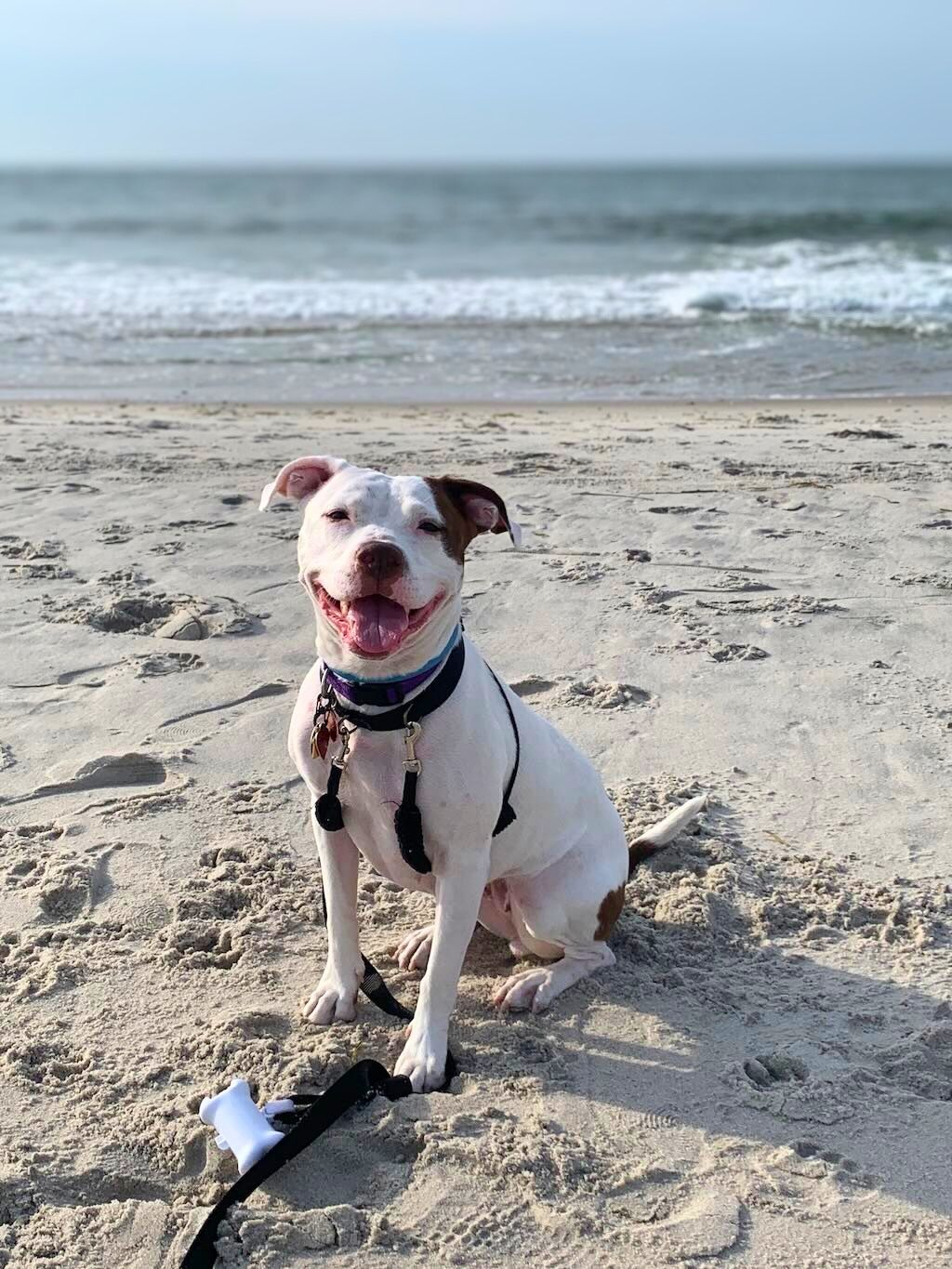 pit bull dog at beach