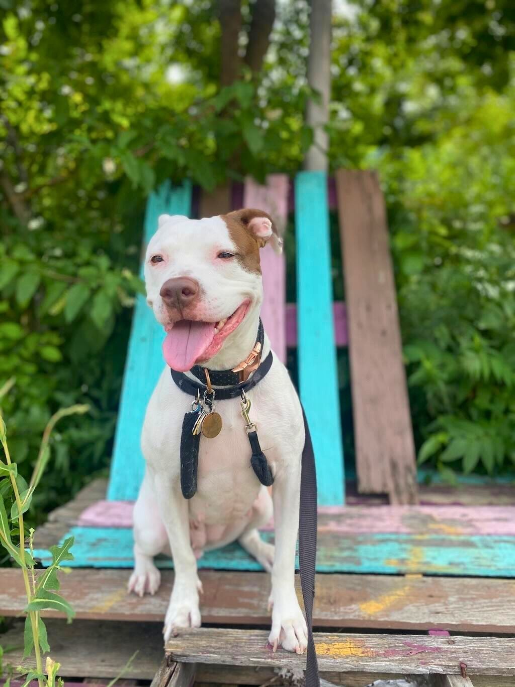 pit bull dog on colorful chair