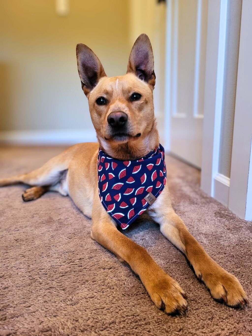 pit bull dog pointy ears