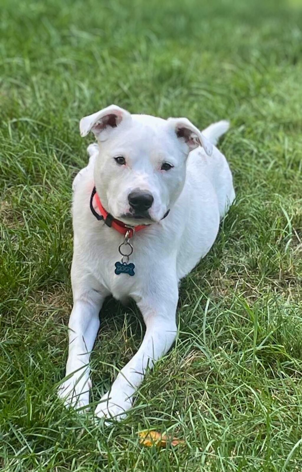 pit bull dog lying down in yard