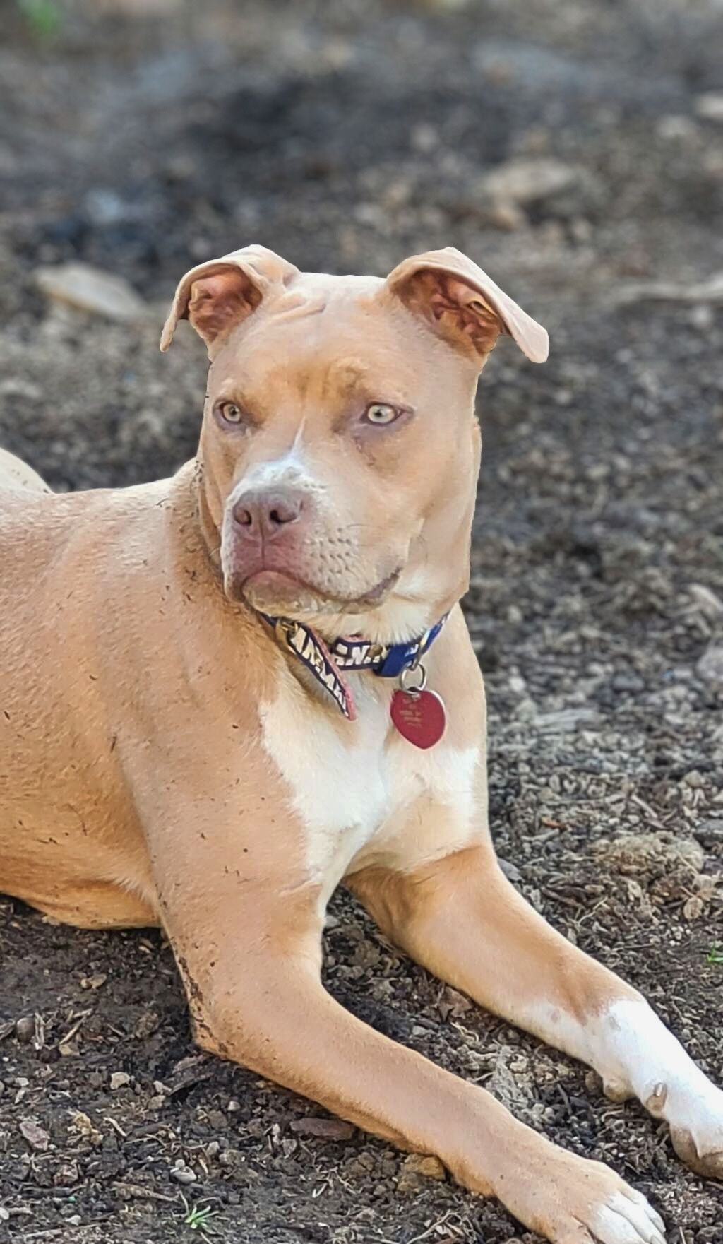 pit bull dog attentive