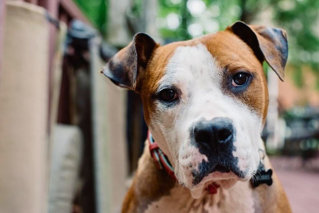 pit bull dog portrait