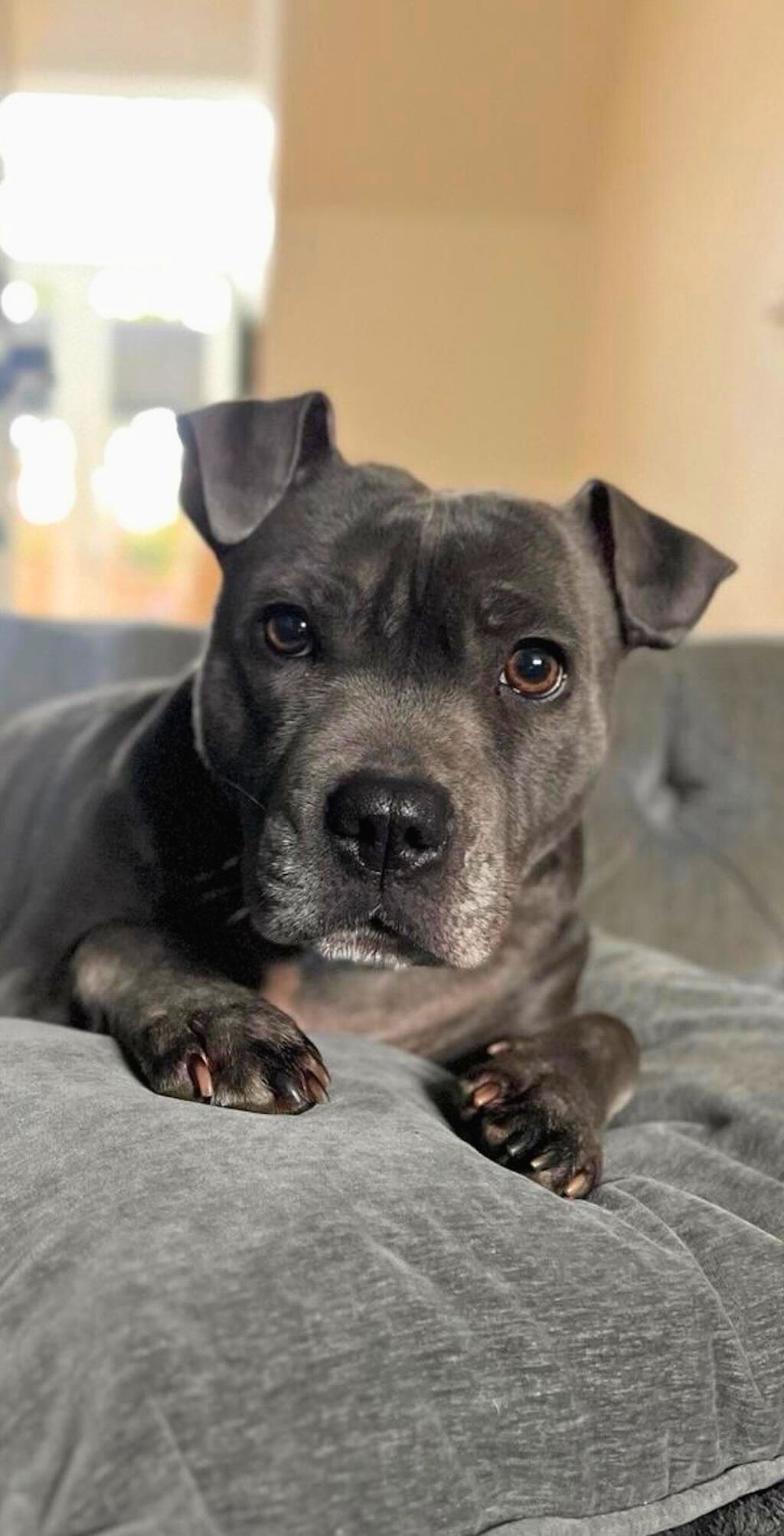 pit bull dog on bed