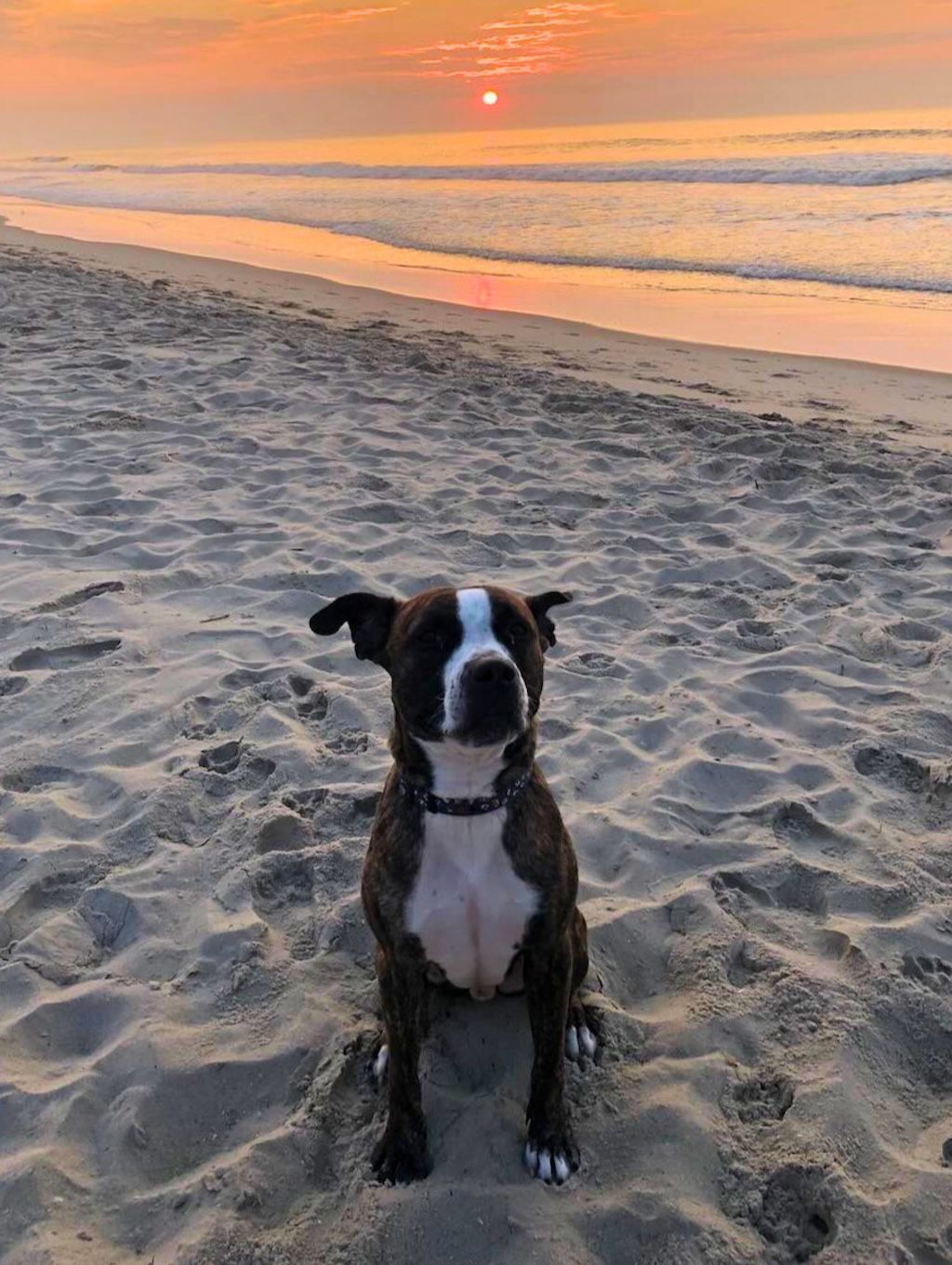 pit bull dog at beach sunset