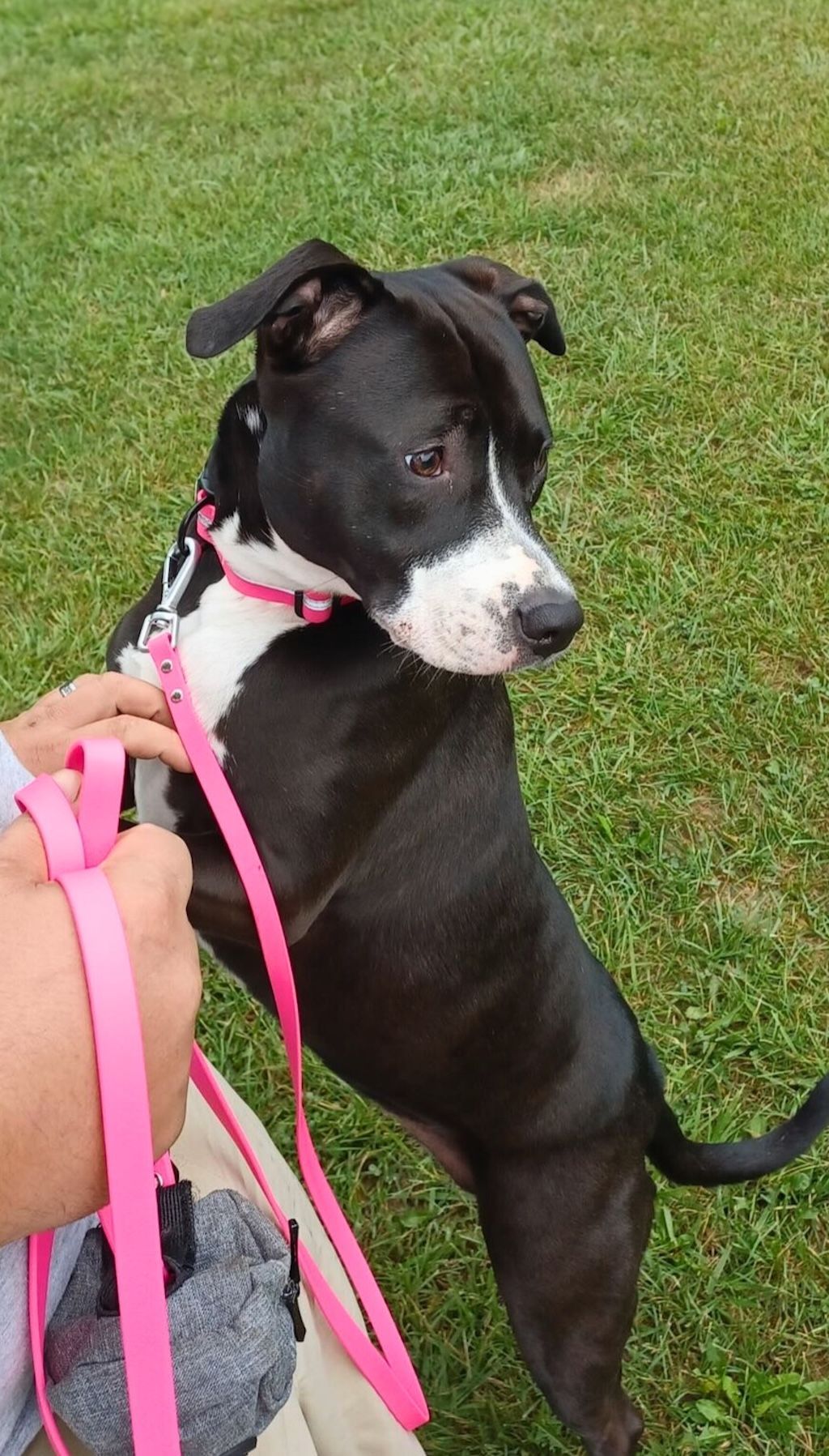 pit bull dog pink leash