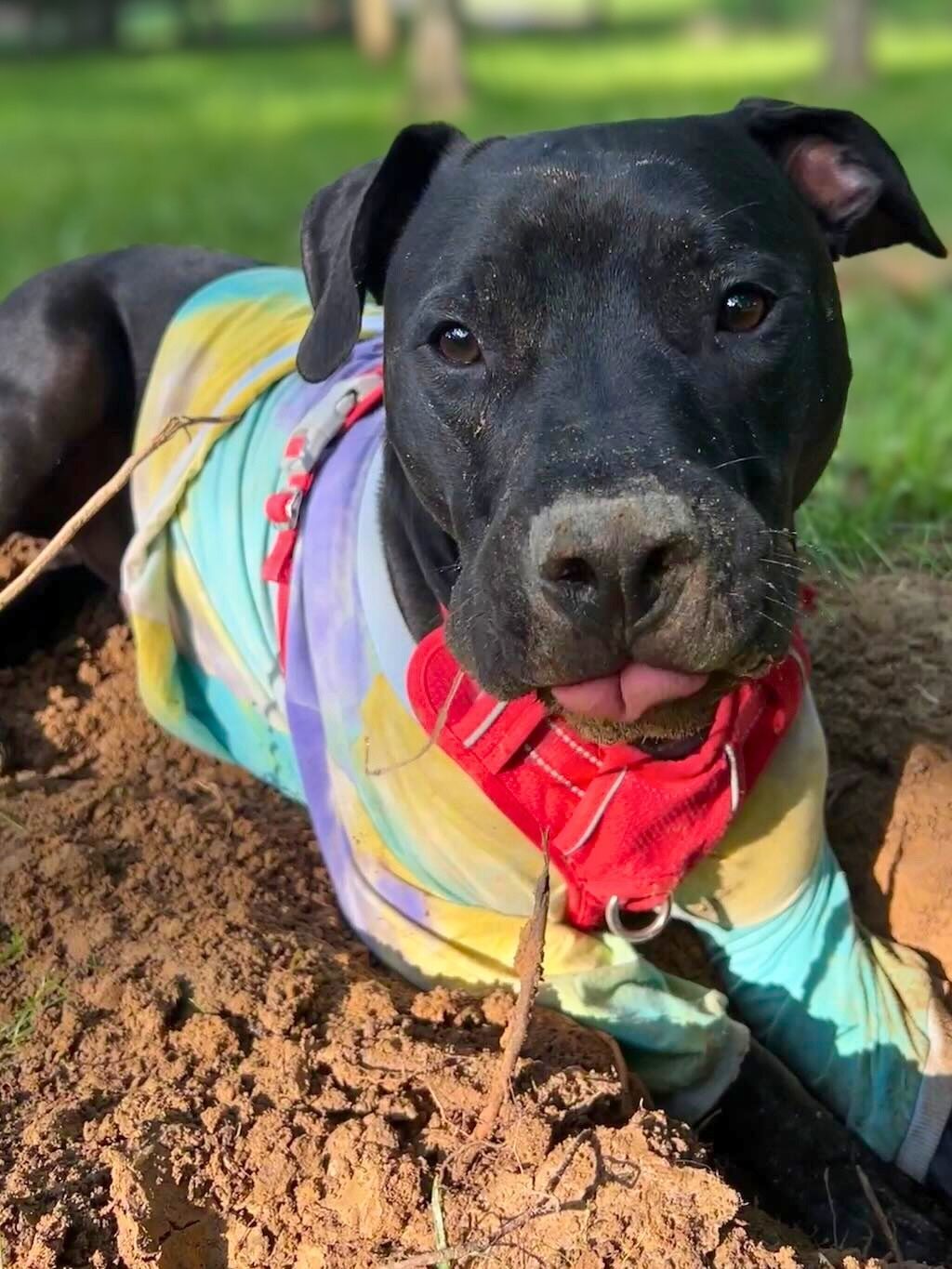 pit bull dog with colorful shirt