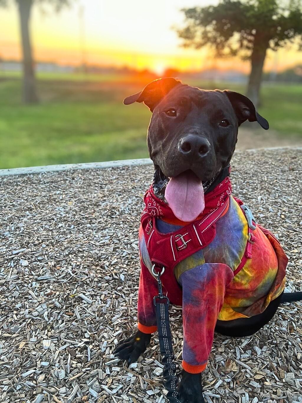 pit bull with colorful shirt at sunset