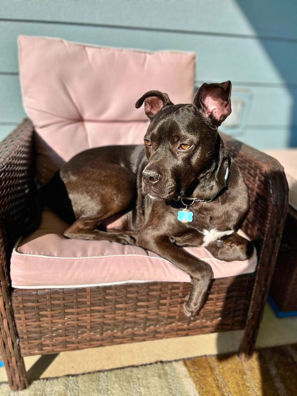 pit bull dog on chair