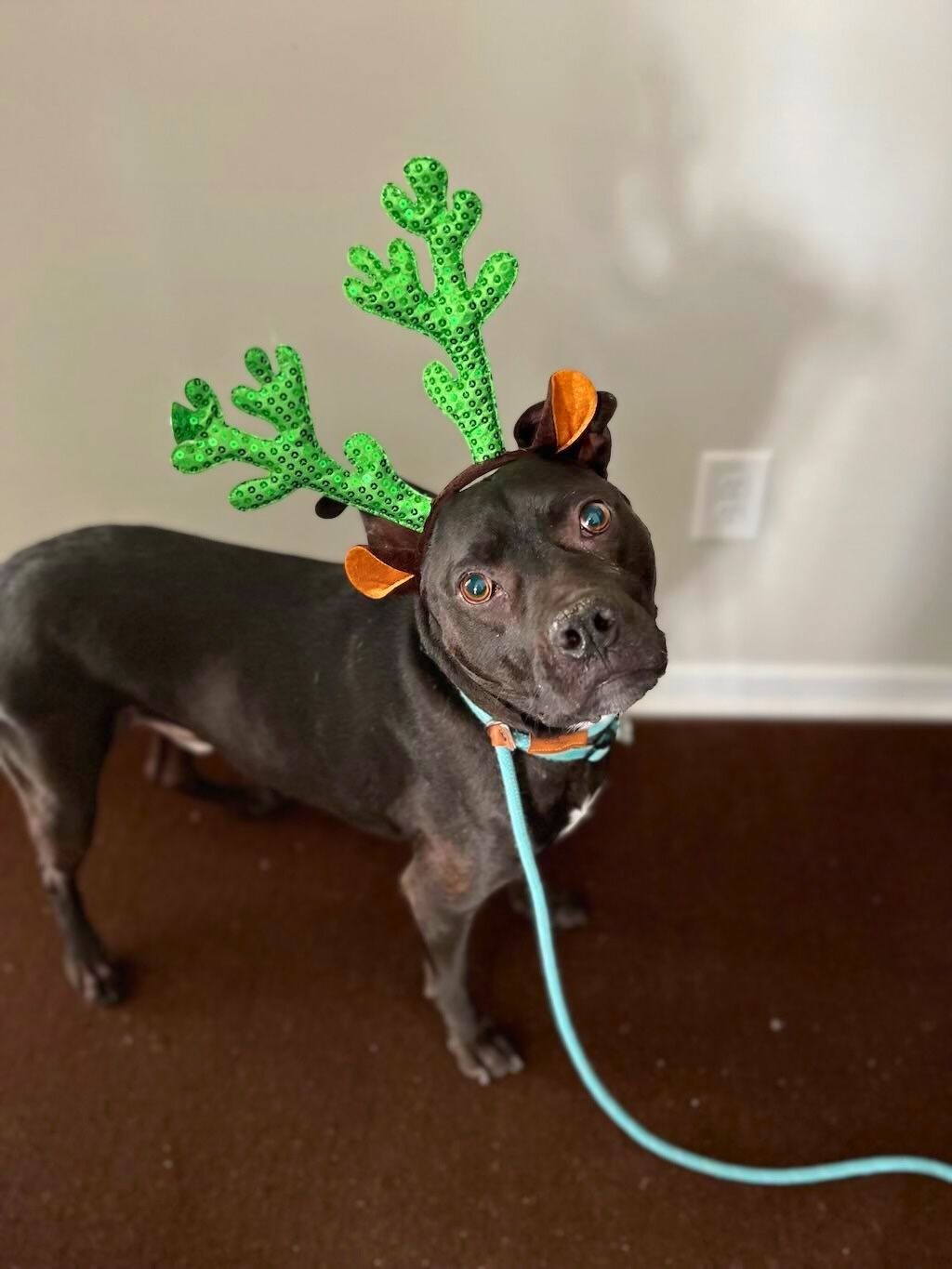 pit bull dog reindeer