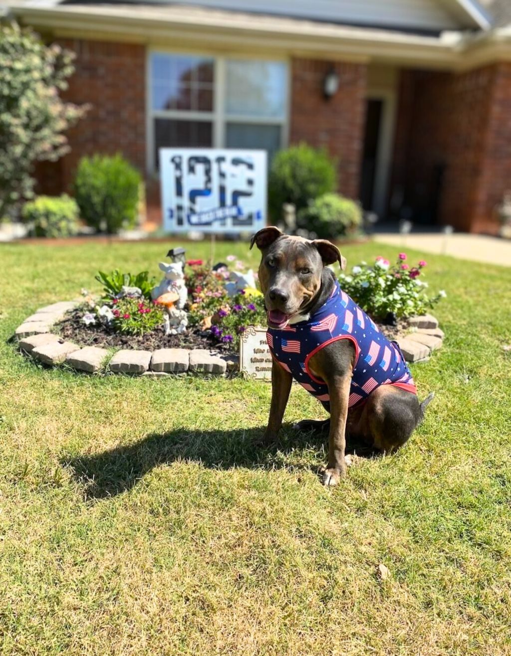 pit bull dog in front of house