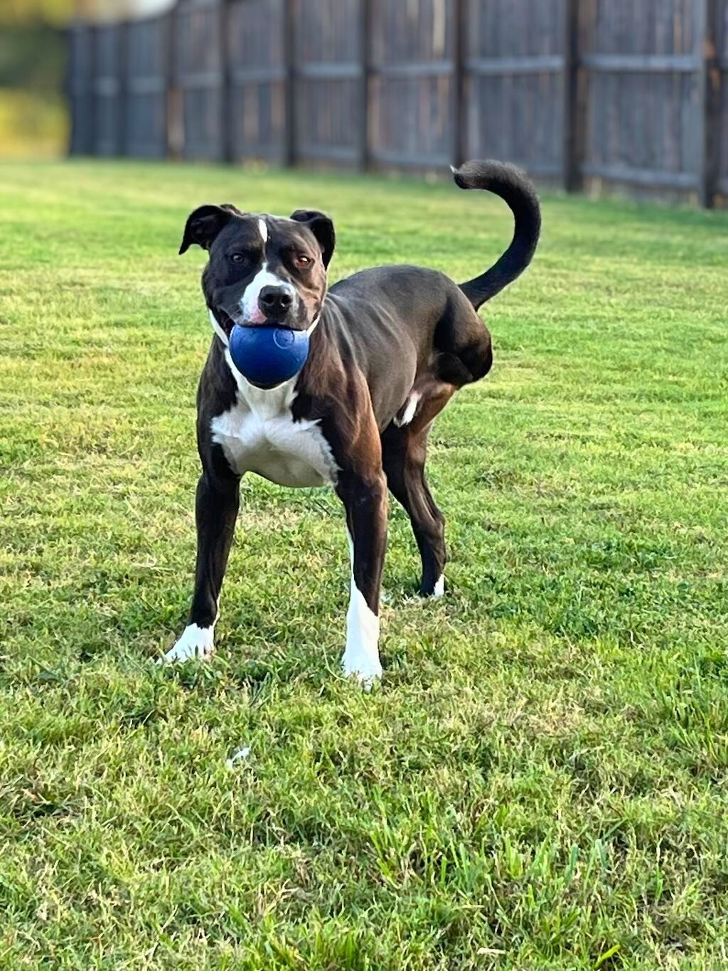 pit bull dog with ball