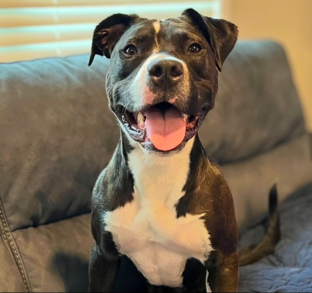 pit bull dog smiling on couch