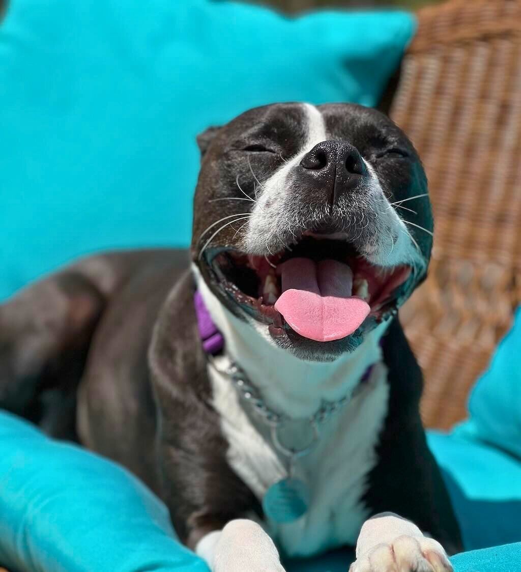 pit bull dog smiling on chair