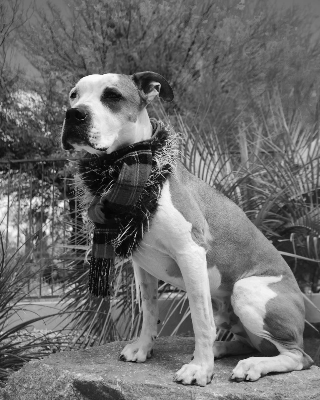 pit bull dog black and white outside