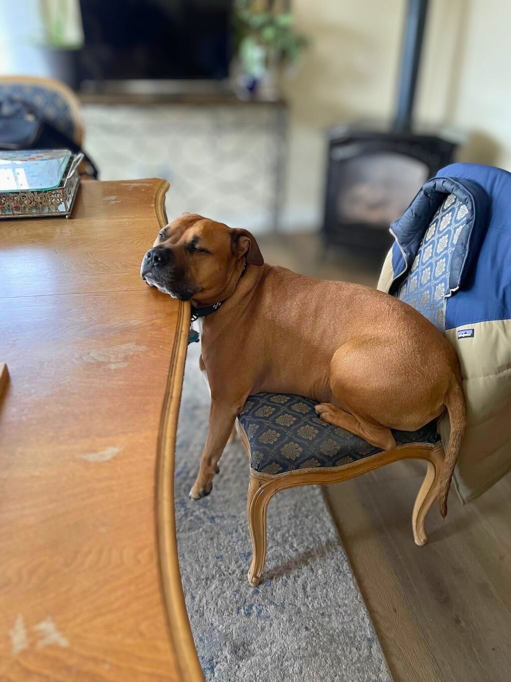 pit bull dog sleeping on desk