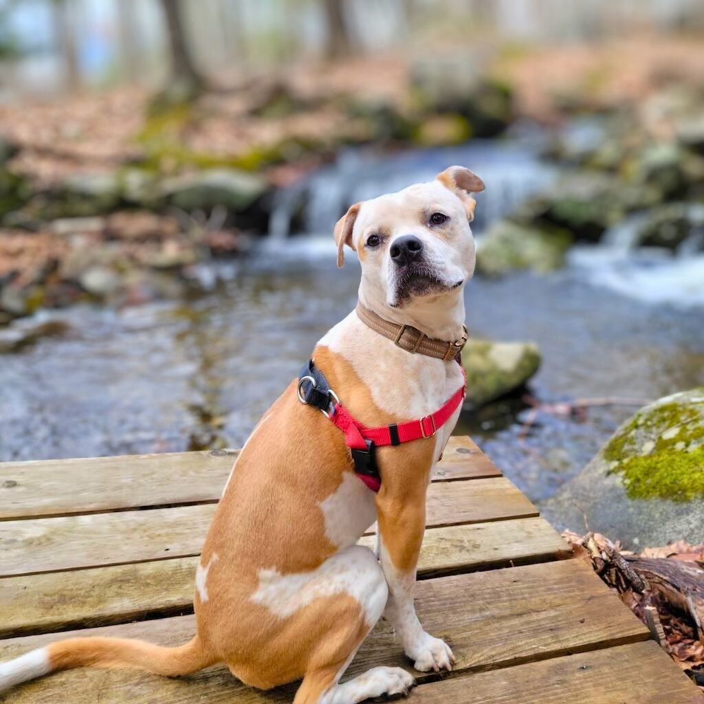 pit bull dog near stream