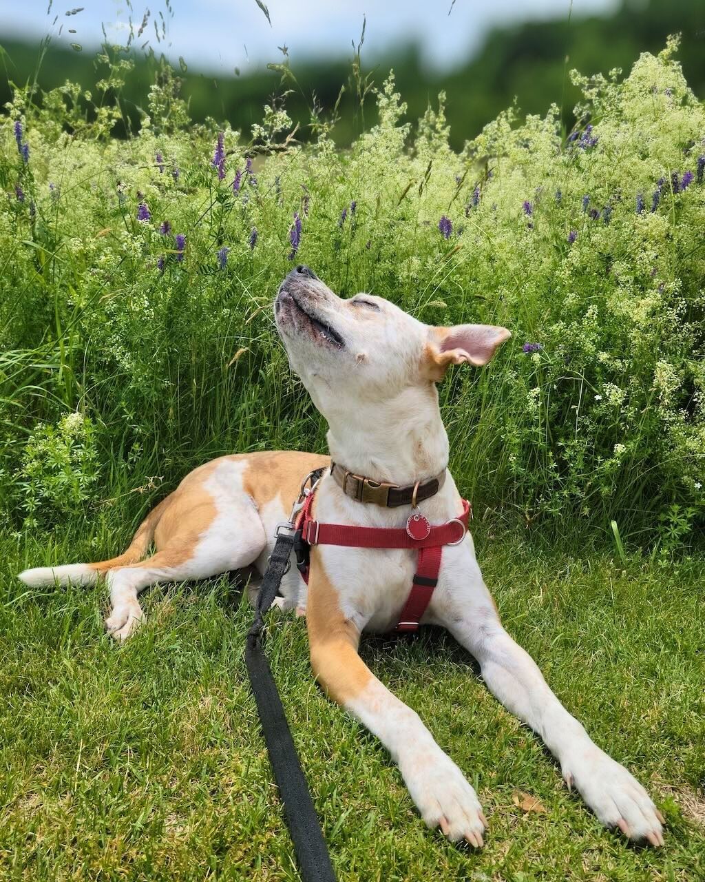 pit bull dog wildflowers