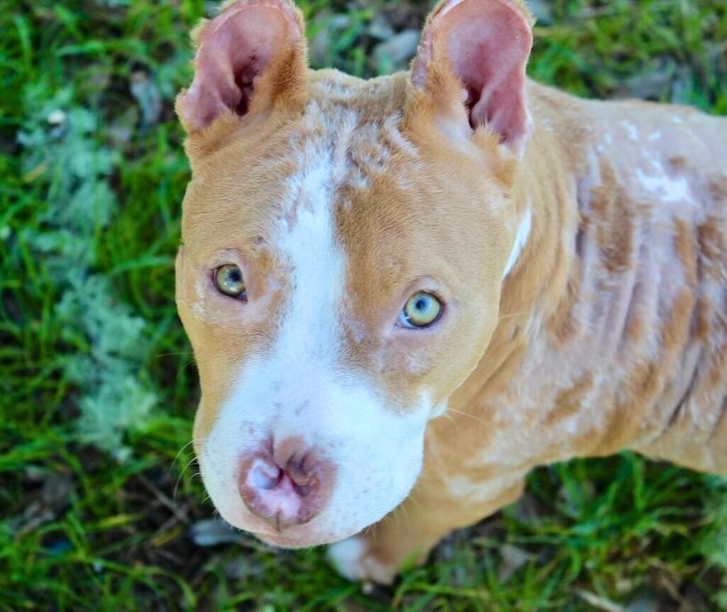 pit bull dog looking up