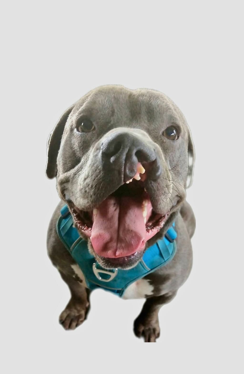 pit bull dog smiling cleft