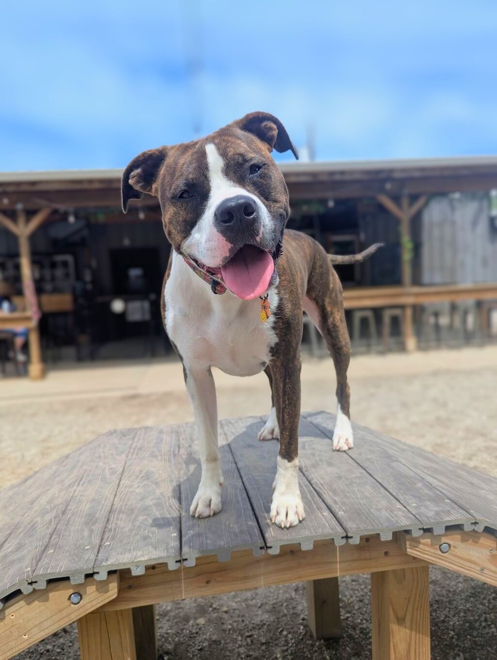pit bull dog on outdoor patio