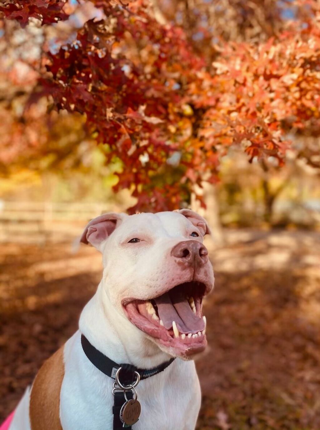 pit bull dog autumn day
