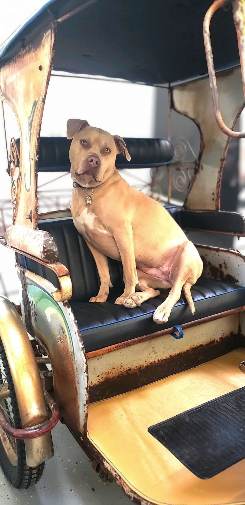 pit bull dog in wagon